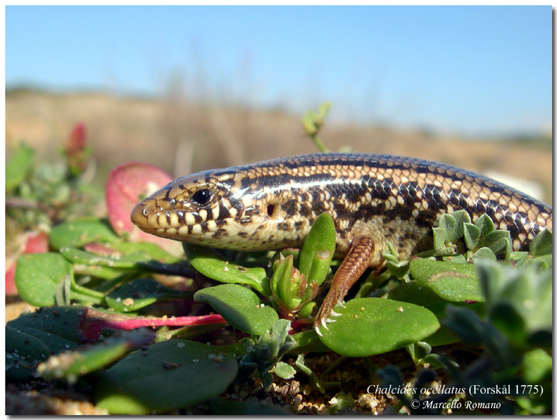 Chalcides ocellatus fresco di giornata